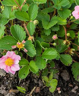 Fragaria 'Frel' Pot 9 cm