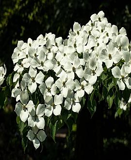 Cornus kousa Pot 12 liter 125 - 150 cm