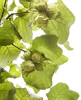 Corylus avellana Pot 2 Liter40 - 60 cm