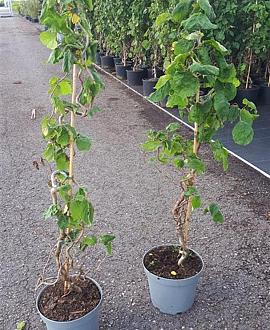 Corylus a. 'Contorta' Pot 7,5 Liter 80 - 100 cm
