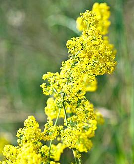 Galium verum Pot 9 cm