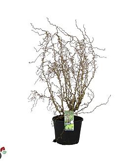 Corylus a. Medusa Pot 12 liter 80 - 100 cm