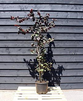 Corylus 'Red Majestic' Pot 12 liter 125 - 150 cm