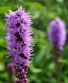 Liatris spicata 'Kobold' Pot 9 cm