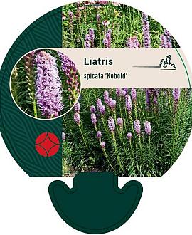 Liatris spicata 'Kobold' Pot 9 cm