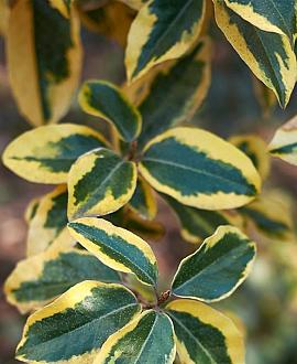 Elaeagnus ebb. 'Viveleg' Pot 5 Liter 40 - 50 cm