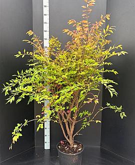 Euonymus alatus Pot 15 liter 100 - 125 cm