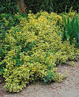 Euonymus jap. 'Ovatus Aureus' Pot 3 Liter 30 - 40 cm