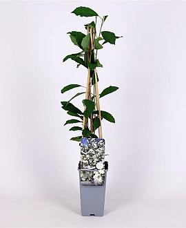 Exochorda racem. Blushing Pearl Pot 2 Liter