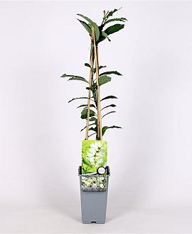 Exochorda racem. 'Niagara' Pot 2 Liter