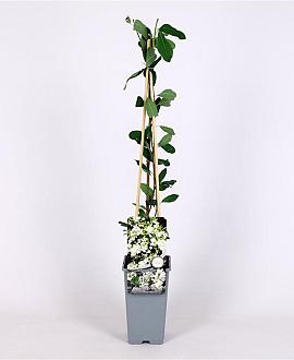 Exochorda 'The Bride' Pot 2 Liter