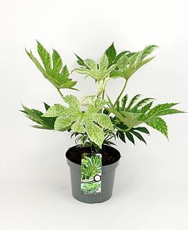 Fatsia japonica 'Spider's Web' Pot 5 Liter 