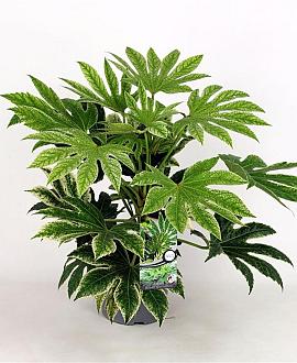 Fatsia japonica 'Spider's Web' Pot 5 Liter 