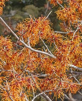 Hamamelis int. 'Jelena' Pot 7,5 Liter 80 - 100 cm