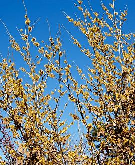 Hamamelis int. 'Pallida' Pot 12 liter 80 - 100 cm