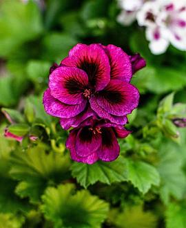 Geranium Dragon Heart Pot 9 cm