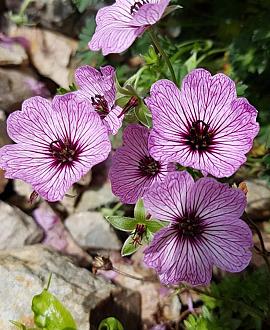 Geranium cin. 'Laurence Flatman' Pot 9 cm