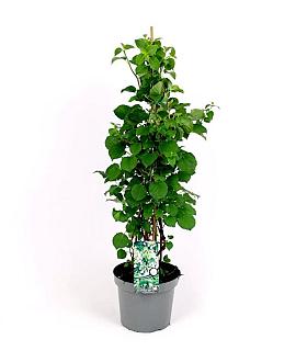 Hydrangea petiolaris Pot 7,5 Liter 60 - 80 cm
