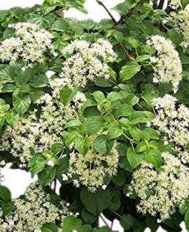 Hydrangea petiolaris Pot 7,5 Liter 100 - 125 cm