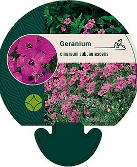 Geranium cinereum subcaulescens Pot 9 cm