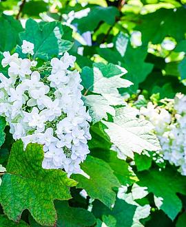 Hydrangea querc. Ice Crystal Pot 12 liter 50 - 60 cm