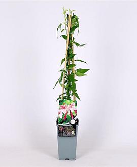 Jasminum stephanense Pot 2 Liter