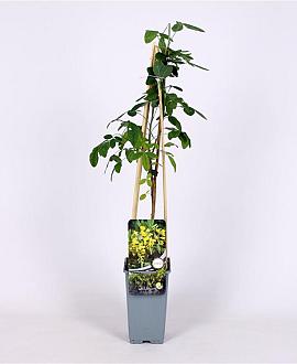 Laburnum anagyroides Pot 2 Liter