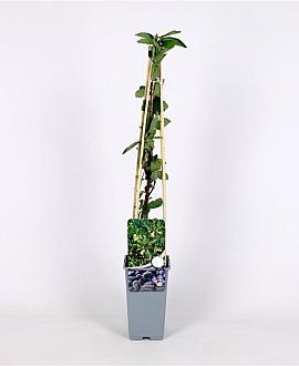 Lonicera caerulea Pot 2 Liter