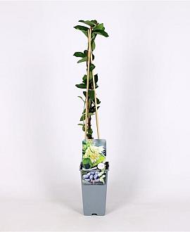 Lonicera c. 'Sinoglaska' Pot 2 Liter