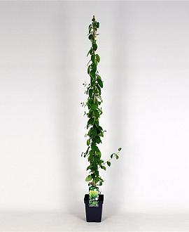 Lonicera jap. 'Hall's Prolific' Pot 5 Liter 150 - 175 cm