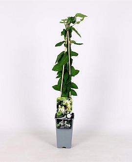 Lonicera jap. 'Halliana' Pot 2 Liter