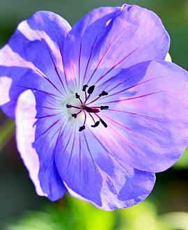 Geranium himalayense 'Gravetye' Pot 9 cm