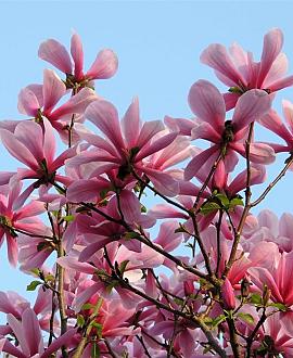 Magnolia 'Galaxy' Pot 7,5 Liter 60 - 80 cm