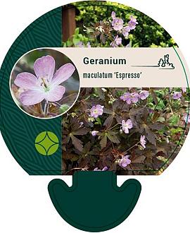 Geranium macul. 'Espresso' Pot 9 cm