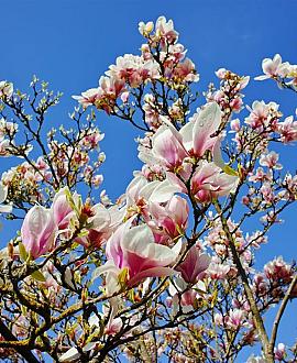 Magnolia 'George Henry Kern' Pot 5 Liter 50 - 60 cm