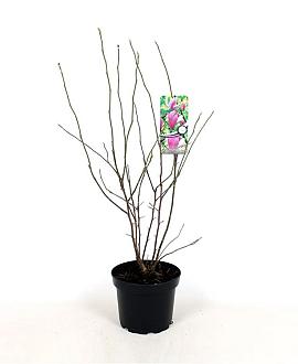 Magnolia 'George Henry Kern' Pot 5 Liter 50 - 60 cm