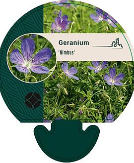 Geranium 'Nimbus' Pot 9 cm