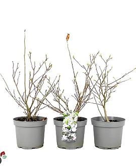 Magnolia stellata Pot 5 Liter 40 - 50 cm