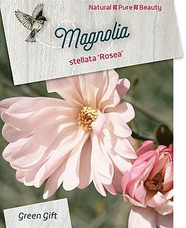 Magnolia st. 'Rosea' Pot 5 Liter 40 - 50 cm