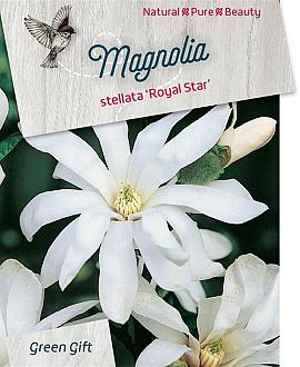Magnolia st. 'Royal Star' Pot 5 Liter 40 - 50 cm