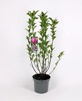Magnolia 'Susan' Pot 5 Liter 60 - 80 cm