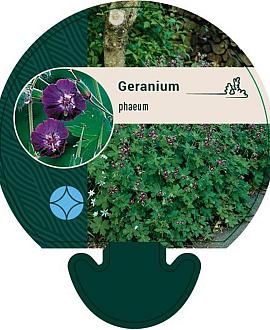 Geranium phaeum Pot 9 cm