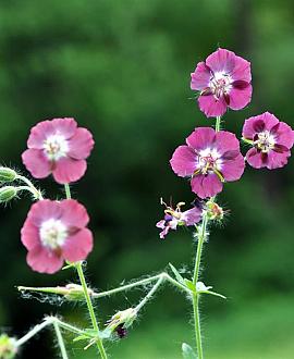 Geranium phaeum Pot 9 cm