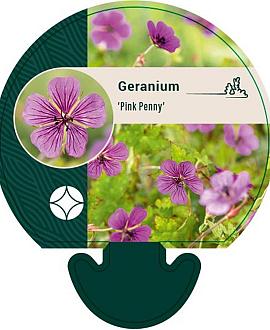 Geranium 'Pink Penny' Pot 9 cm
