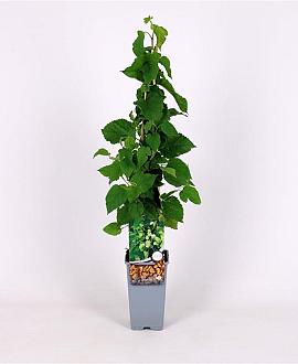 Morus alba Pot 2 Liter