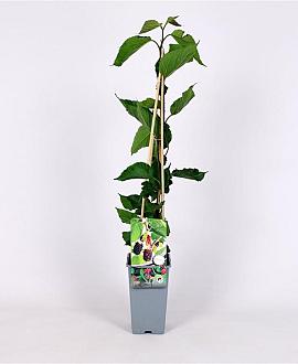 Morus nigra Pot 2 Liter