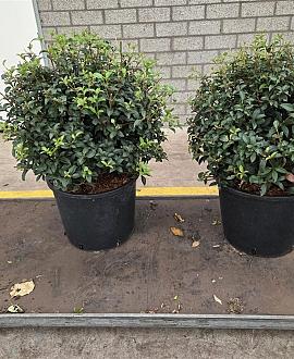 Osmanthus burkwoodii Bolvorm 30-40 cm