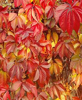 Parthenocissus quinquefolia Pot 2 Liter80 - 100 cm