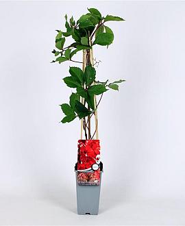 Parthenocissus q. 'Troki' Pot 2 Liter