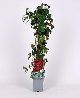 Parthenocissus tr. 'Veitchii' Pot 2 Liter